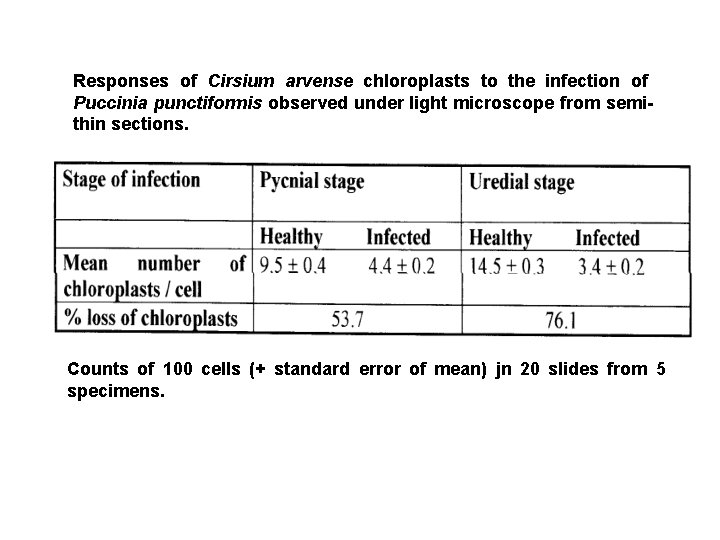 Responses of Cirsium arvense chloroplasts to the infection of Puccinia punctiformis observed under light