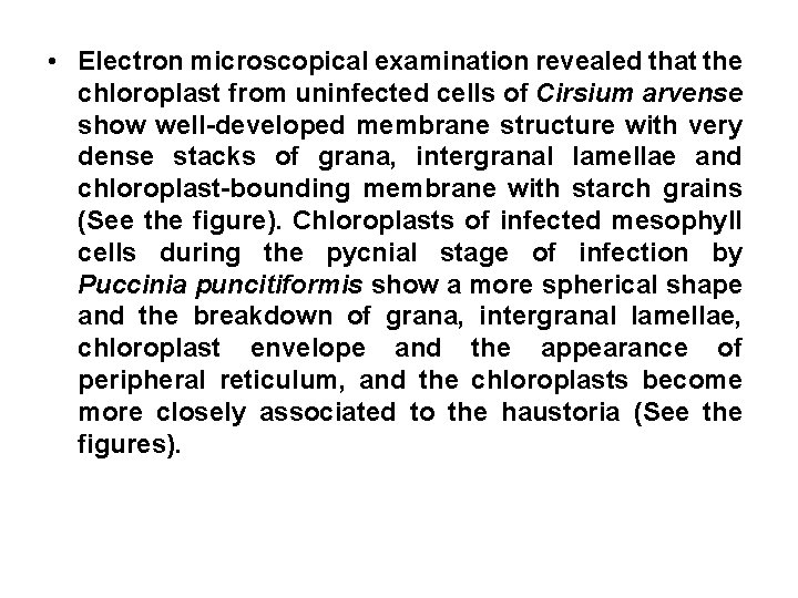  • Electron microscopical examination revealed that the chloroplast from uninfected cells of Cirsium