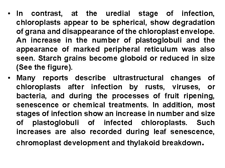  • In contrast, at the uredial stage of infection, chloroplasts appear to be