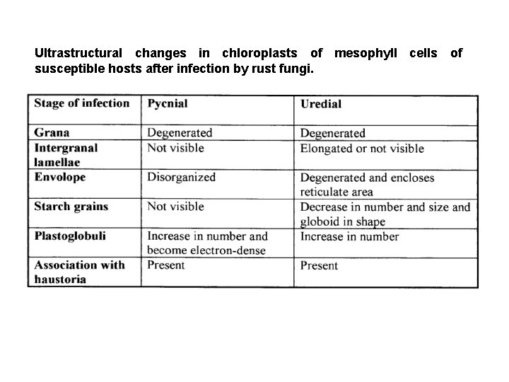 Ultrastructural changes in chloroplasts of mesophyll cells of susceptible hosts after infection by rust
