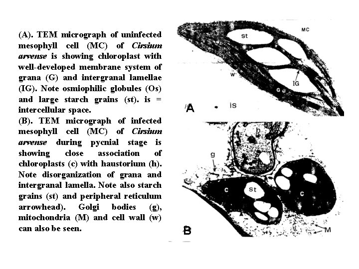 (A). TEM micrograph of uninfected mesophyll cell (MC) of Cirsium arvense is showing chloroplast