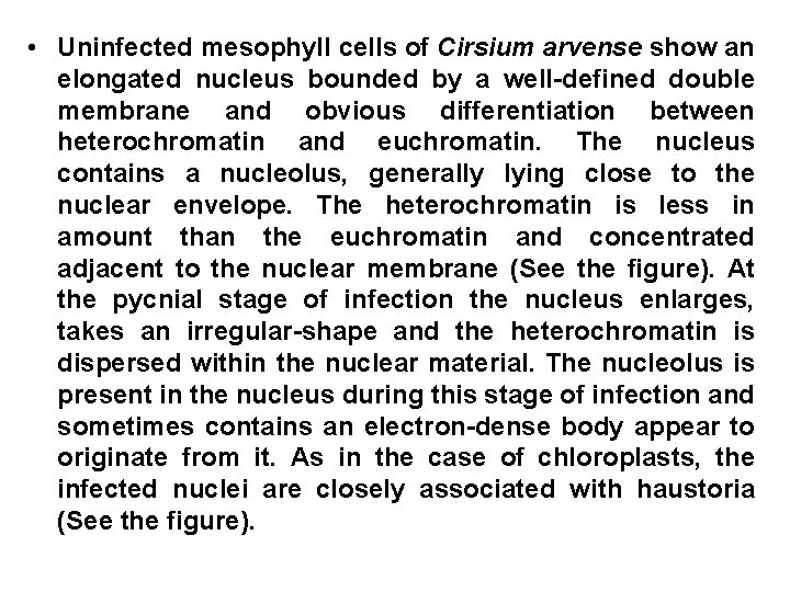  • Uninfected mesophyll cells of Cirsium arvense show an elongated nucleus bounded by