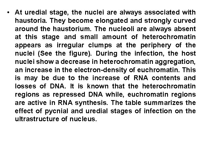  • At uredial stage, the nuclei are always associated with haustoria. They become