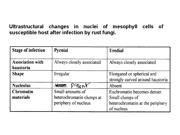 Ultrastructural changes in nuclei of mesophyll susceptible host after infection by rust fungi. cells