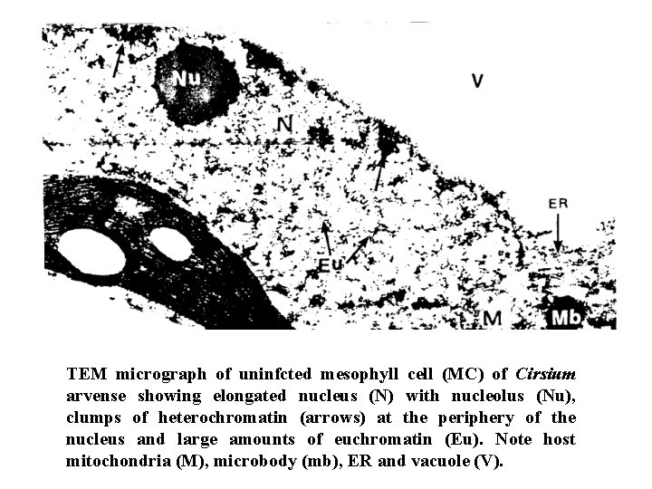 TEM micrograph of uninfcted mesophyll cell (MC) of Cirsium arvense showing elongated nucleus (N)