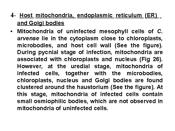 4 - Host mitochondria, endoplasmic reticulum (ER) and Golgi bodies • Mitochondria of uninfected