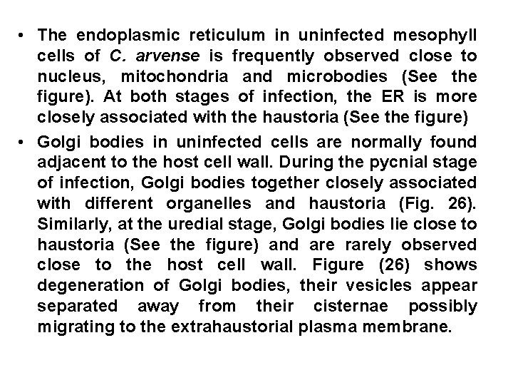  • The endoplasmic reticulum in uninfected mesophyll cells of C. arvense is frequently