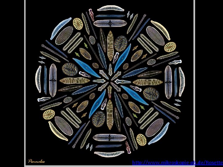 http: //www. mikroskopie-ph. de/Rosette 
