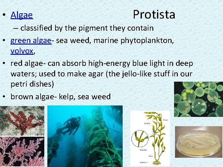  • Algae Protista – classified by the pigment they contain • green algae-