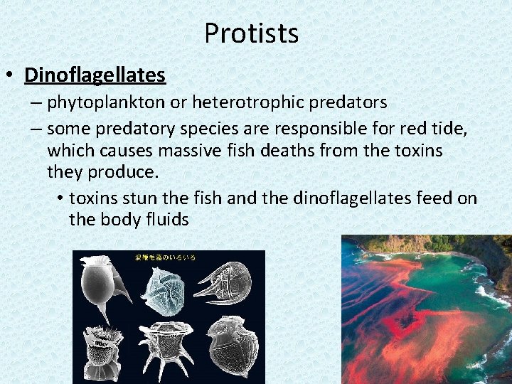 Protists • Dinoflagellates – phytoplankton or heterotrophic predators – some predatory species are responsible