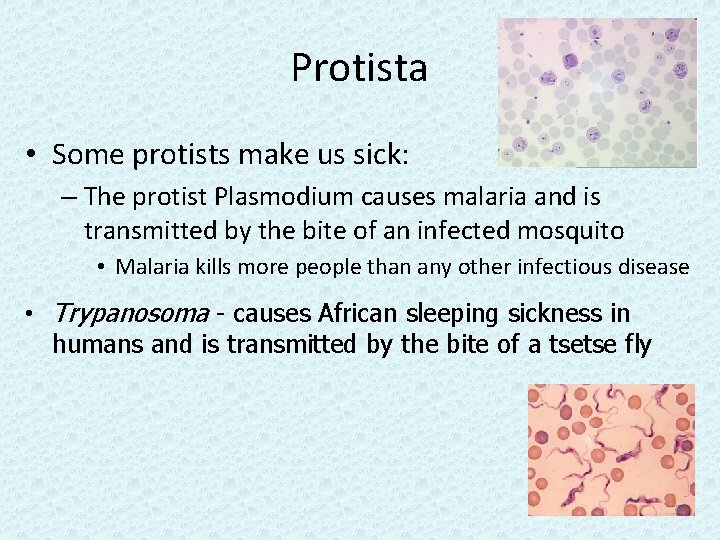 Protista • Some protists make us sick: – The protist Plasmodium causes malaria and