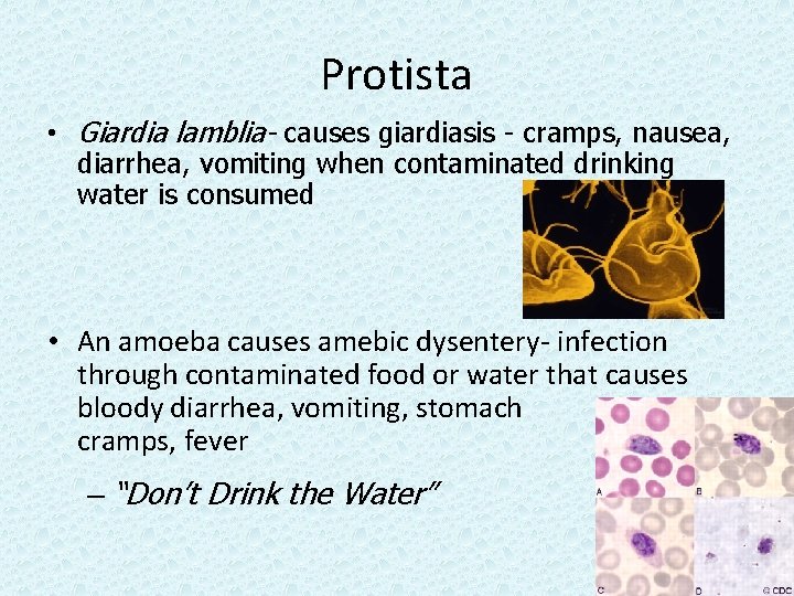 Protista • Giardia lamblia- causes giardiasis - cramps, nausea, diarrhea, vomiting when contaminated drinking