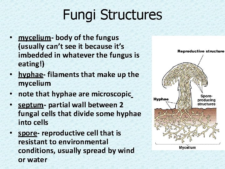 Fungi Structures • mycelium- body of the fungus (usually can’t see it because it’s