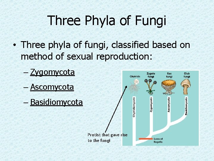 Three Phyla of Fungi • Three phyla of fungi, classified based on method of