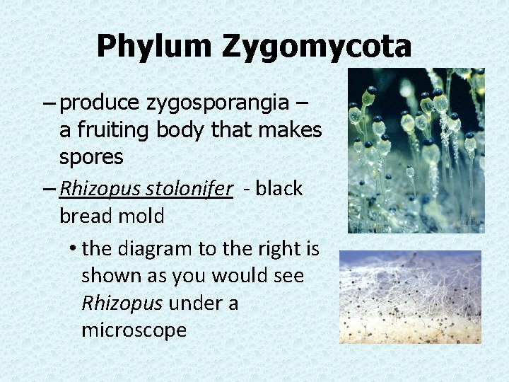 Phylum Zygomycota – produce zygosporangia – a fruiting body that makes spores – Rhizopus