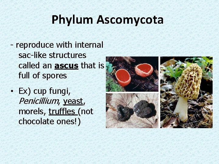 Phylum Ascomycota - reproduce with internal sac-like structures called an ascus that is full