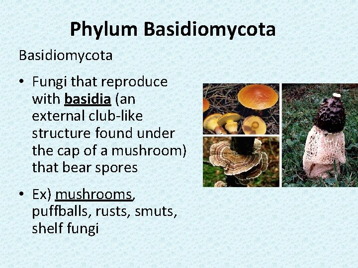 Phylum Basidiomycota • Fungi that reproduce with basidia (an external club-like structure found under