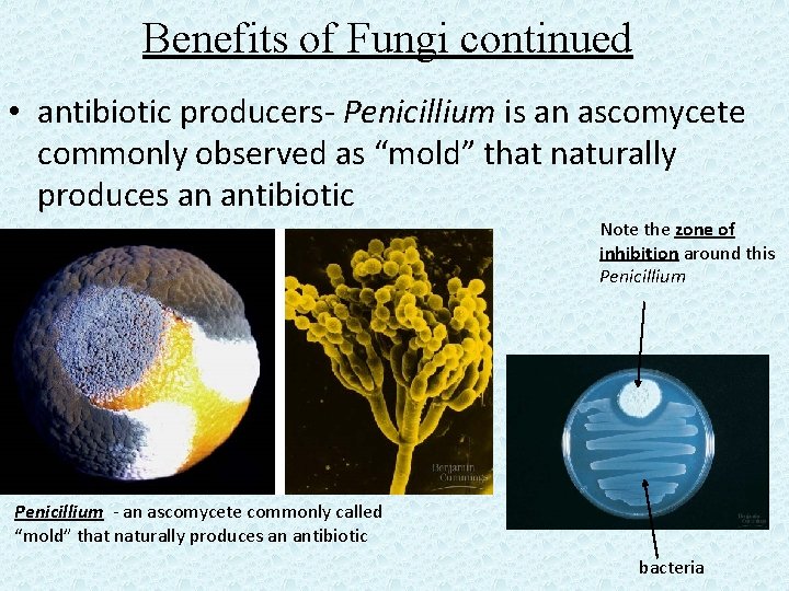 Benefits of Fungi continued • antibiotic producers- Penicillium is an ascomycete commonly observed as