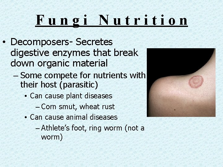 Fungi Nutrition • Decomposers- Secretes digestive enzymes that break down organic material – Some