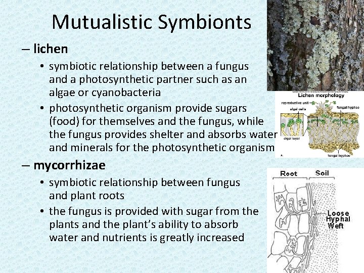 Mutualistic Symbionts – lichen • symbiotic relationship between a fungus and a photosynthetic partner