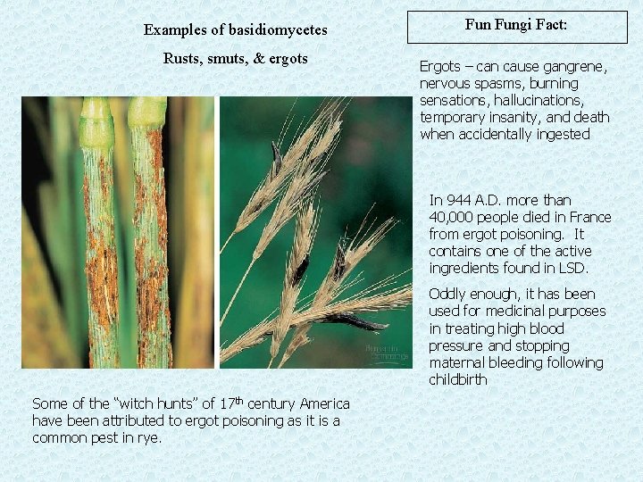 Examples of basidiomycetes Rusts, smuts, & ergots Fungi Fact: Ergots – can cause gangrene,