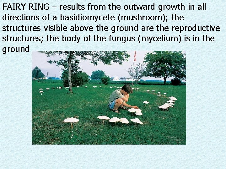 FAIRY RING – results from the outward growth in all directions of a basidiomycete