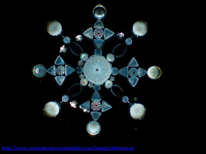 http: //www. victorianmicroscopeslides. com/images/diatoms. jp 