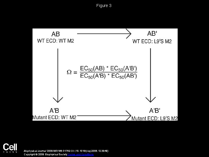 LongRange Coupling in an Allosteric Receptor Revealed by