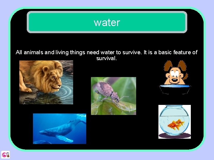 water All animals and living things need water to survive. It is a basic