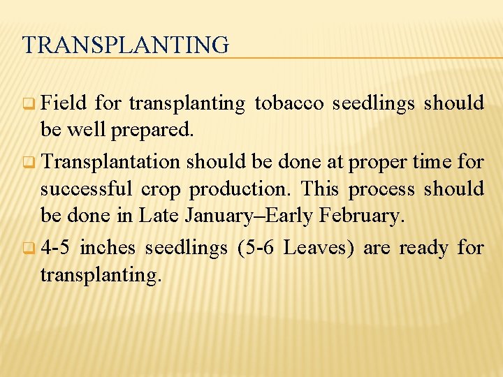 TRANSPLANTING q Field for transplanting tobacco seedlings should be well prepared. q Transplantation should