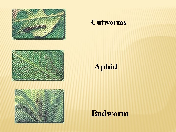 Cutworms Aphid Budworm 