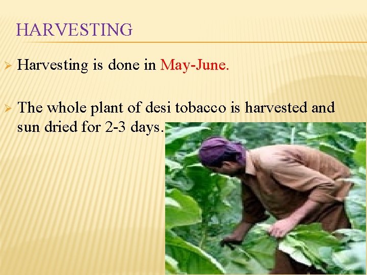HARVESTING Ø Harvesting is done in May-June. Ø The whole plant of desi tobacco