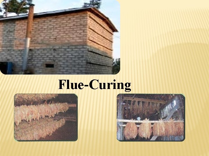 Flue-Curing 