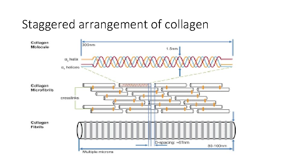 Staggered arrangement of collagen Staggered arrangement of collagen