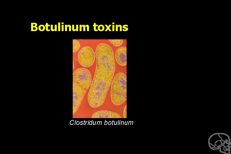 Botulinum toxins Clostridum botulinum 