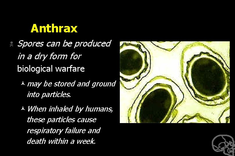 Anthrax N Spores can be produced in a dry form for biological warfare ©may