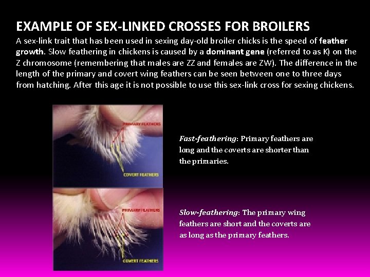 EXAMPLE OF SEX-LINKED CROSSES FOR BROILERS A sex-link trait that has been used in