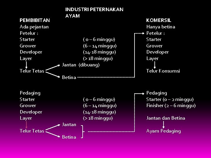 PEMBIBITAN Ada pejantan Petelur : Starter Grower Developer Layer Telur Tetas Pedaging Starter Grower