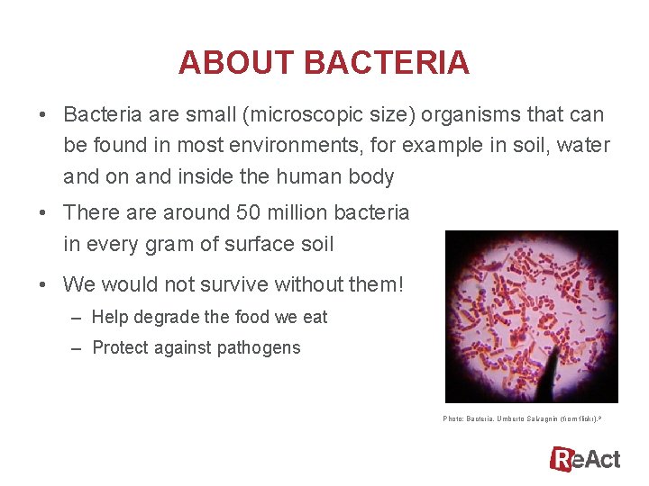 ABOUT BACTERIA • Bacteria are small (microscopic size) organisms that can be found in