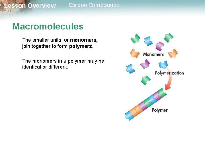 Lesson Overview Carbon Compounds Macromolecules The smaller units, or monomers, join together to form