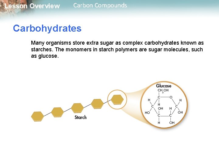 Lesson Overview Carbon Compounds Carbohydrates Many organisms store extra sugar as complex carbohydrates known