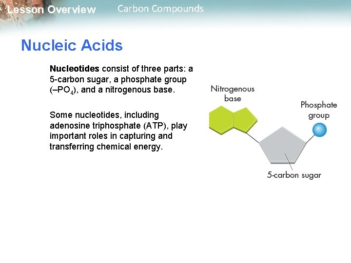Lesson Overview Carbon Compounds Nucleic Acids Nucleotides consist of three parts: a 5 -carbon