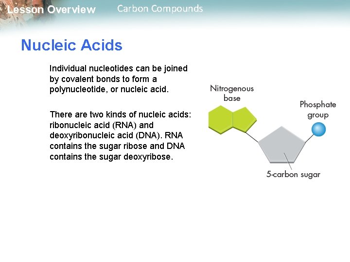 Lesson Overview Carbon Compounds Nucleic Acids Individual nucleotides can be joined by covalent bonds