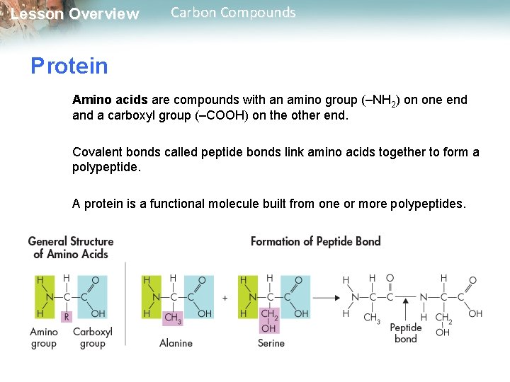 Lesson Overview Carbon Compounds Protein Amino acids are compounds with an amino group (–NH