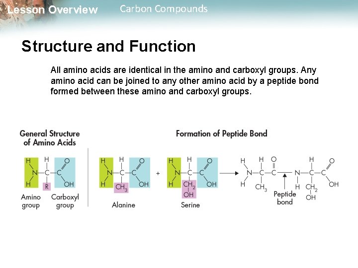 Lesson Overview Carbon Compounds Structure and Function All amino acids are identical in the