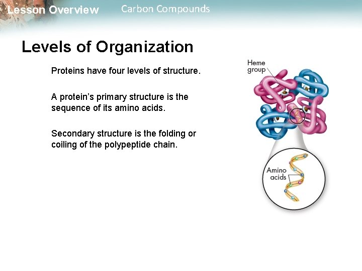 Lesson Overview Carbon Compounds Levels of Organization Proteins have four levels of structure. A