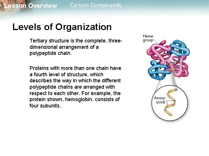 Lesson Overview Carbon Compounds Levels of Organization Tertiary structure is the complete, threedimensional arrangement