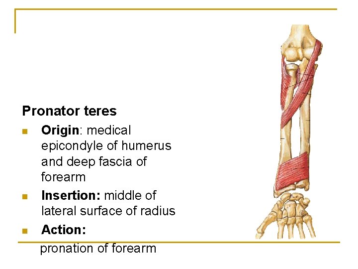 Pronator teres n n n Origin: medical epicondyle of humerus and deep fascia of