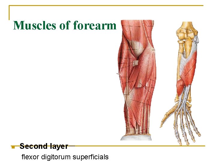 Muscles of forearm n Second layer－ flexor digitorum superficials 