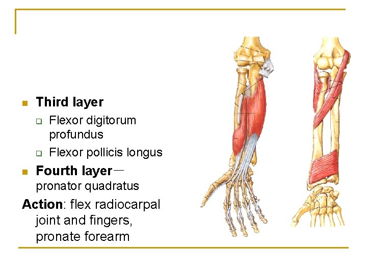 n Third layer q q n Flexor digitorum profundus Flexor pollicis longus Fourth layer－